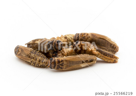 コオロギ(昆虫食): Acheta コオロギ(昆虫食): Acheta 25566219