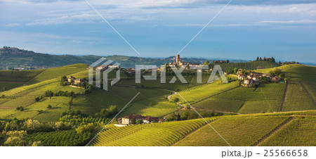 Vineyards of Langhe, Piedmont, Italy 25566658