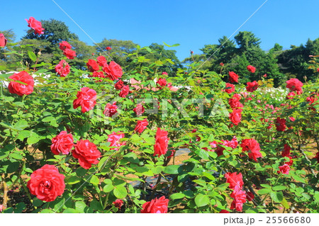 生田緑地ばら苑の秋薔薇 生田緑地ばら苑の秋薔薇 25566680