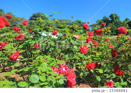 生田緑地ばら苑の秋薔薇 生田緑地ばら苑の秋薔薇 25566681