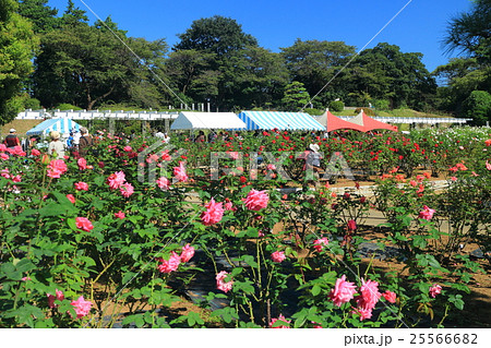 生田緑地ばら苑の秋薔薇 25566682