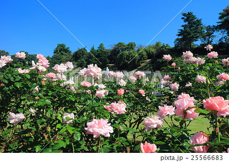 生田緑地ばら苑の秋薔薇 生田緑地ばら苑の秋薔薇 25566683