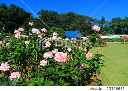 生田緑地ばら苑の秋薔薇 生田緑地ばら苑の秋薔薇 25566685