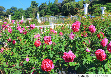 生田緑地ばら苑の秋薔薇 25566686