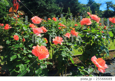 生田緑地ばら苑の秋薔薇 25566689