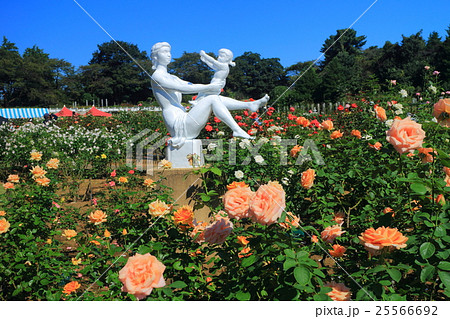 生田緑地ばら苑の秋薔薇 生田緑地ばら苑の秋薔薇 25566692