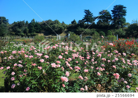 生田緑地ばら苑の秋薔薇 25566694