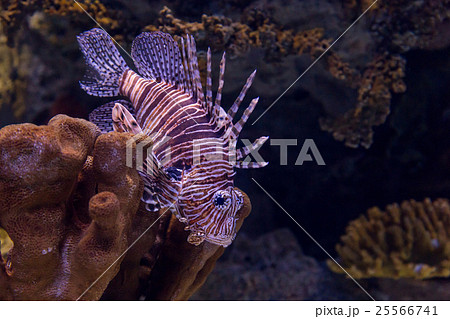 underwater colored lionfish in aquarium 25566741