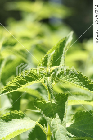 ヒキオコシ 25567042