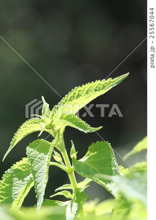 ヒキオコシ 25567044