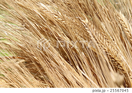 大麦 25567045