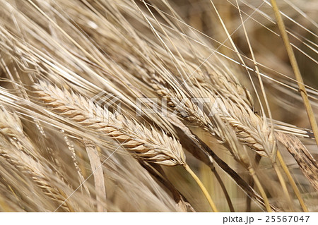 大麦 大麦 25567047