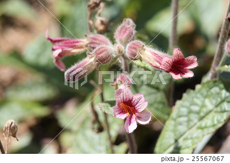 アカヤジオウ 25567067