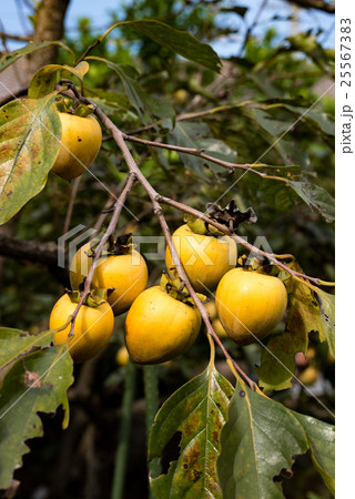熟れ始めた渋柿 25567383