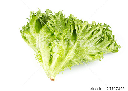 fresh lettuce texture fresh lettuce texture 25567865