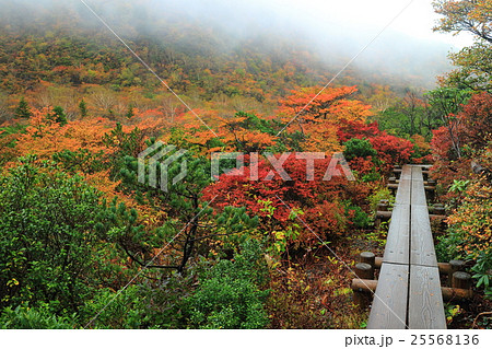 霧の茶臼岳紅葉 25568136