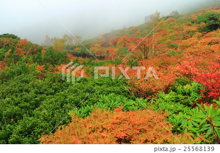 霧のひょうたん池紅葉(那須岳) 霧のひょうたん池紅葉(那須岳) 25568139