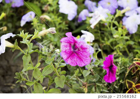 flowerbed with wonderful flowers flowerbed with wonderful flowers 25568162