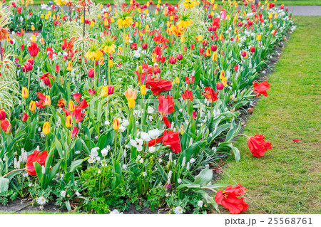 Anemone and daffodils lane Anemone and daffodils lane 25568761