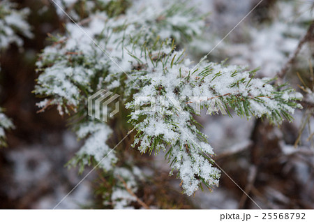 Spruce branches covered with snow winter landscape 25568792