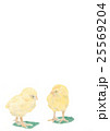 ひよこ（縦） 25569204