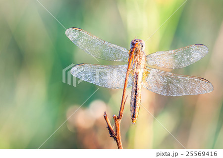 dragonfly in close up dragonfly in close up 25569416