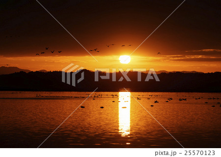 自然豊富な伊豆沼で夜明けと共に飛び立つマガンの美しい雁行と朝日の光芒が水面に反射ドラマチック絶景 自然豊富な伊豆沼で夜明けと共に飛び立つマガンの美しい雁行と朝日の光芒が水面に反射ドラマチック絶景 25570123