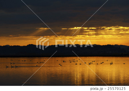 自然豊富な伊豆沼で夜明けと共に飛び立つマガンの美しい雁行と朝日の光芒が水面に反射ドラマチック絶景の写真素材