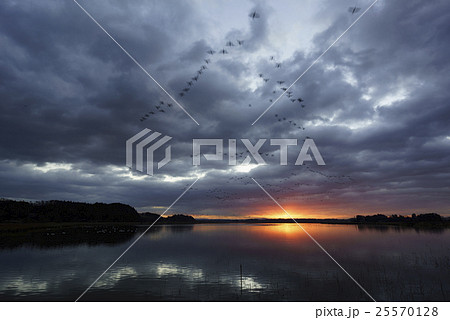 自然豊富な伊豆沼で夜明けと共に飛び立つマガンの美しい雁行と朝日の光芒が水面に反射ドラマチック絶景の写真素材
