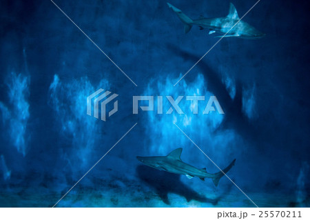 Grey shark jaws ready to attack underwater close  25570211