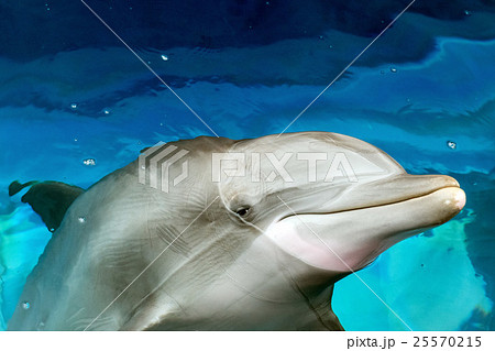 dolphin close up portrait detail while looking 25570215
