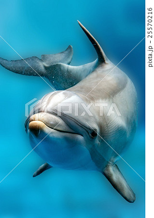 dolphin close up portrait detail dolphin close up portrait detail 25570216