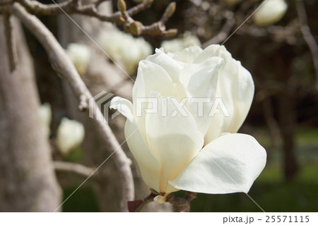白木蓮　開花 25571115