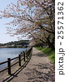 桜の公園 25571362