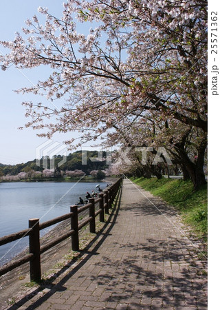 桜の公園 桜の公園 25571362