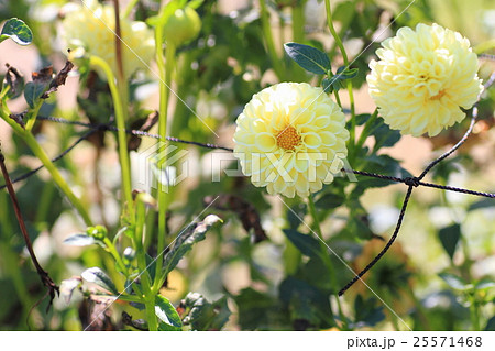 ダリアの花 25571468