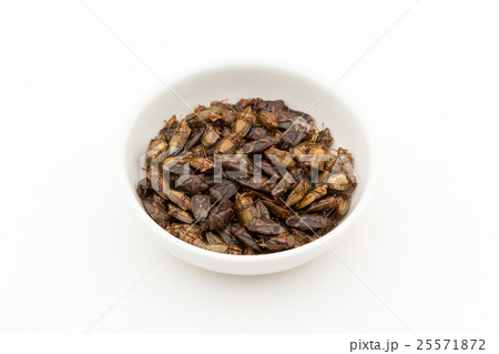 カメムシ(昆虫食): Shield bug カメムシ(昆虫食): Shield bug 25571872