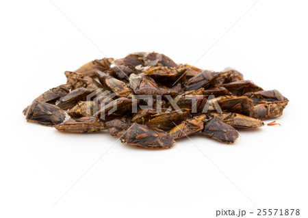 カメムシ(昆虫食): Shield bug カメムシ(昆虫食): Shield bug 25571878