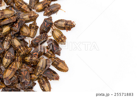 カメムシ(昆虫食): Shield bug カメムシ(昆虫食): Shield bug 25571883