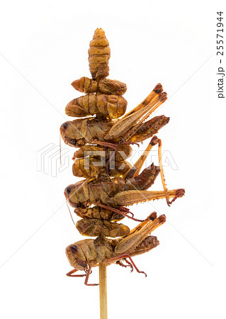 バッタとカイコの蛹の串刺し 昆虫食 Grasshoppers And Silkworm Pupaeの写真素材