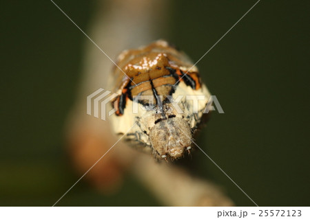 生き物　昆虫　クワコ、幼虫を正面から。カエルの顔のように見えるのは背中の模様。頭はその下の丸い部分 25572123