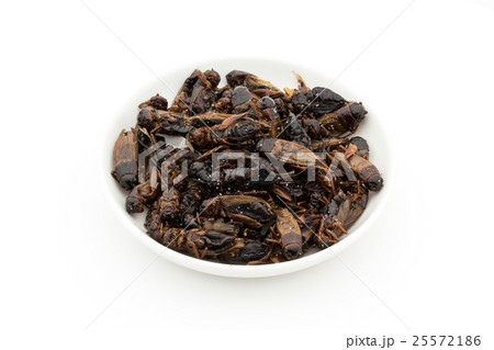 大きいコオロギ(昆虫食): Big Crickets 大きいコオロギ(昆虫食): Big Crickets 25572186