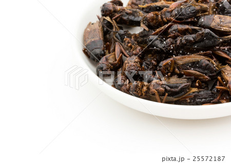 大きいコオロギ（昆虫食）: Big Crickets 25572187