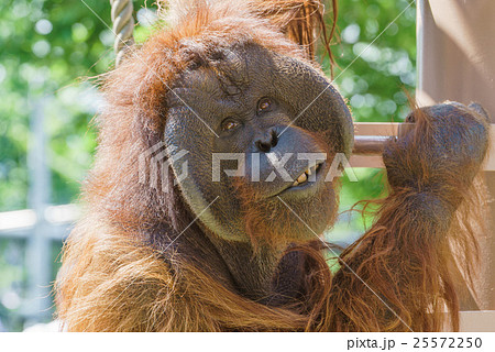 旭山動物園のオランウータンの笑顔の写真素材 [25572250] - PIXTA