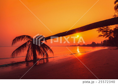 Silhouette coconut palm trees on beach at sunset. 25572340
