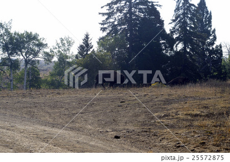 93165 イエローストーン国立公園 93165 イエローストーン国立公園 25572875