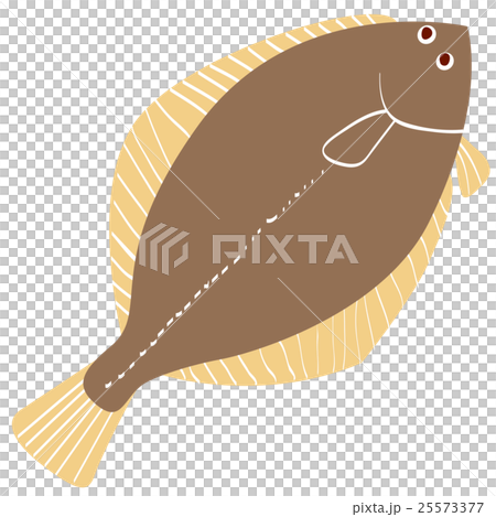 比目魚 25573377