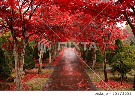 紅の道 25573652