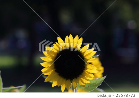 ひまわり サンリッチレモン その2。 Sunflower 25573772