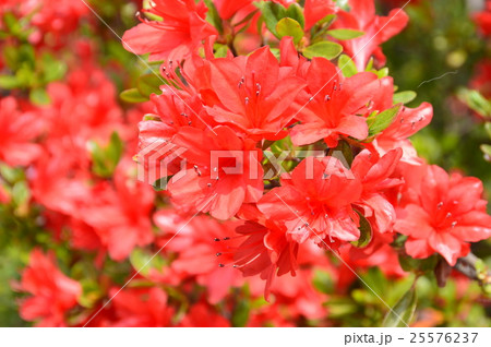 真っ赤に咲いたツツジの花（埼玉県深谷市） 25576237